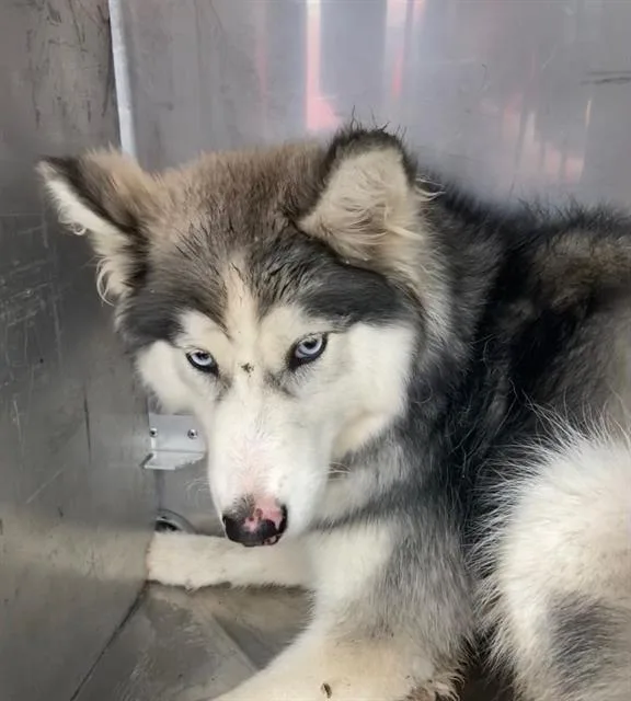 A young large-sized female Siberian Husky dog named Oakley for adoption in Dallas, TX