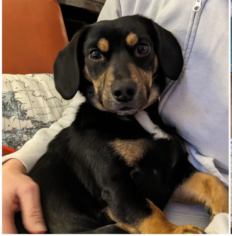 An adult small-sized female Brown / Chocolate Dachshund dog named Nizzy for adoption in Plain City, OH