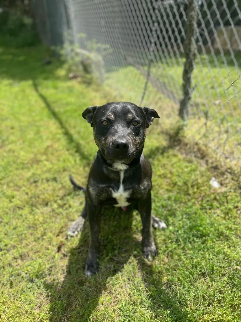A young medium-sized male Pit Bull Terrier dog named Piglet for adoption in Russellville, KY