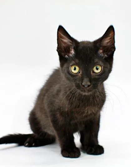 A baby small-sized male Domestic Short Hair cat named Salem for adoption in Morton Grove, IL