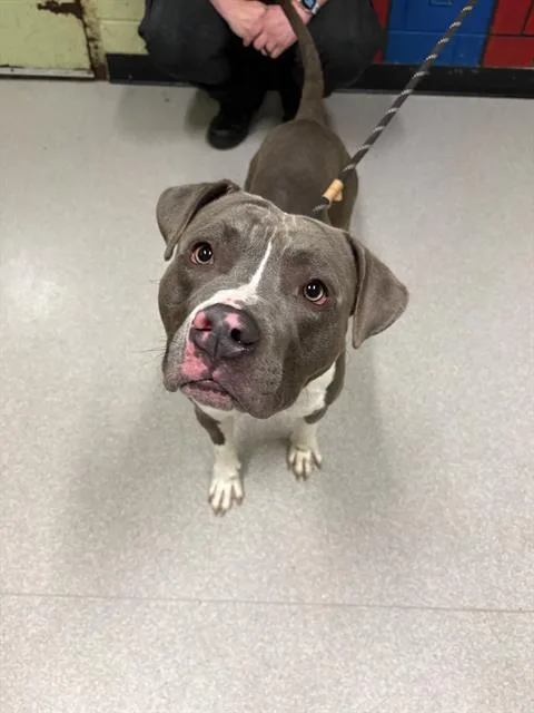 A young medium-sized male Pit Bull Terrier dog named Parker for adoption in Indianapolis, IN