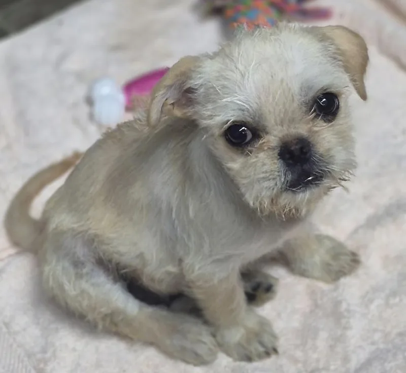 A baby small-sized male Pug dog named Casper for adoption in Los Angeles, CA