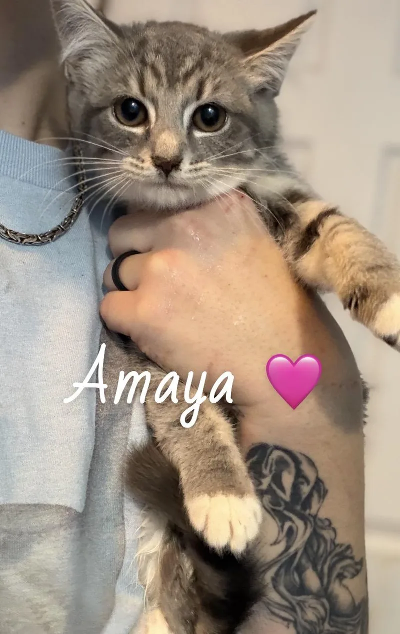 A baby medium-sized female Tabby (Brown / Chocolate) American Shorthair cat named Amaya for adoption in Felton, PA