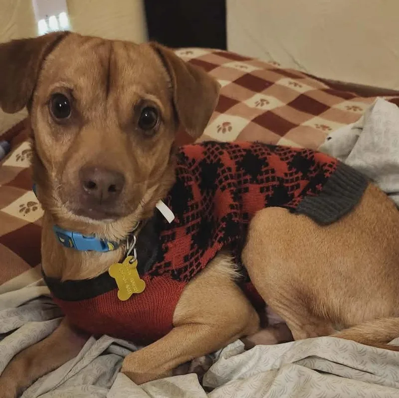 An adult small-sized male Dachshund dog named Fortune Cookie for adoption in Salt Lake City, UT