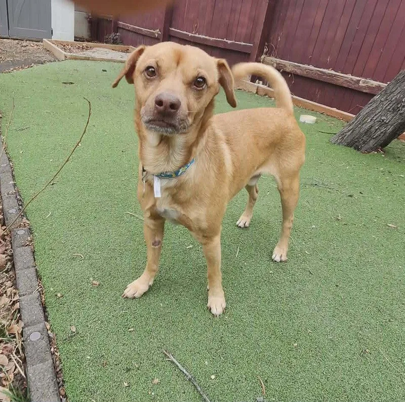 Fortune Cookie thumbnail 3