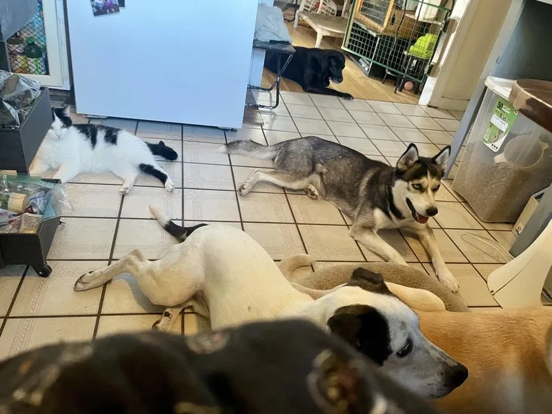 An adult medium-sized female Gray / Blue / Silver Siberian Husky dog named Kaya for adoption in Middletown, CT