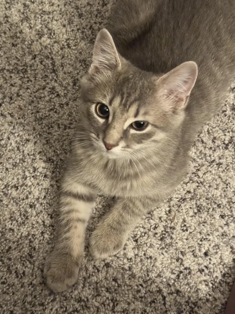 A baby small-sized female Domestic Short Hair cat named Lettuce for adoption in Bethel Park, PA