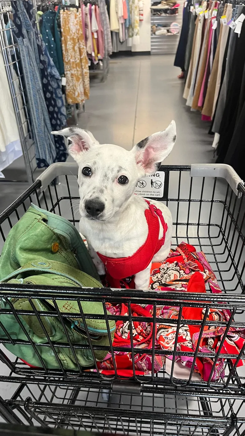 A baby small-sized female Terrier dog named Poppy for adoption in santa monica, CA