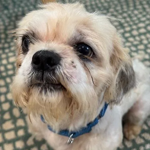 An adult small-sized male White / Cream Shih Tzu dog named Curly for adoption in Indiantown, FL