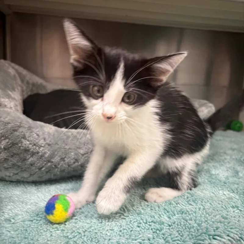A baby small-sized male Domestic Short Hair cat named Apollo for adoption in Corpus Christi, TX