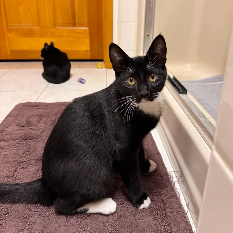 A baby small-sized male Domestic Short Hair cat named Flip for adoption in State College, PA