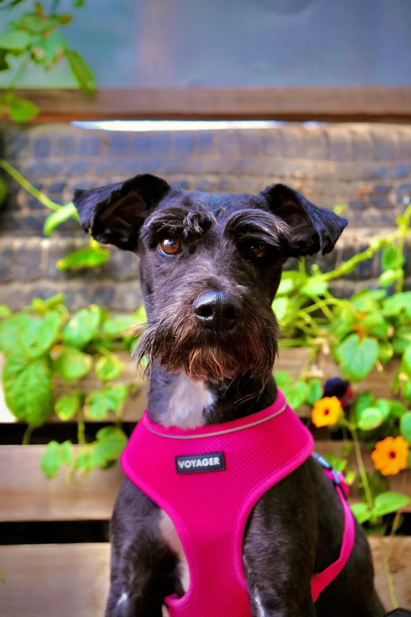 An adult small-sized female Miniature Schnauzer dog named Nevada for adoption in San Diego, CA