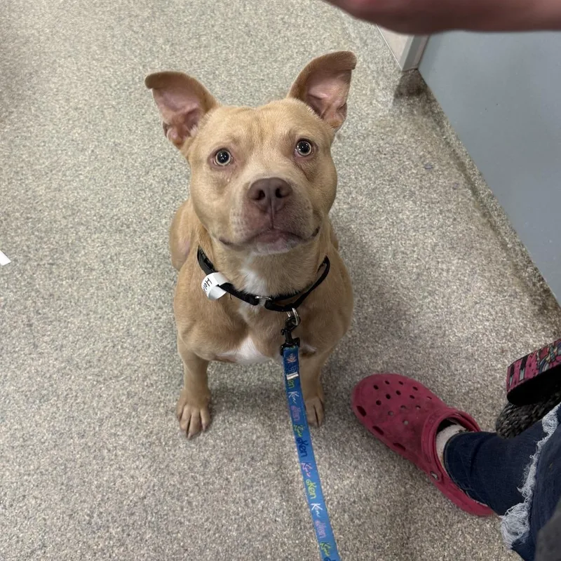 An adult large-sized male Yellow / Tan / Blond / Fawn Mixed Breed dog named Holiday for adoption in Jacksonville, FL