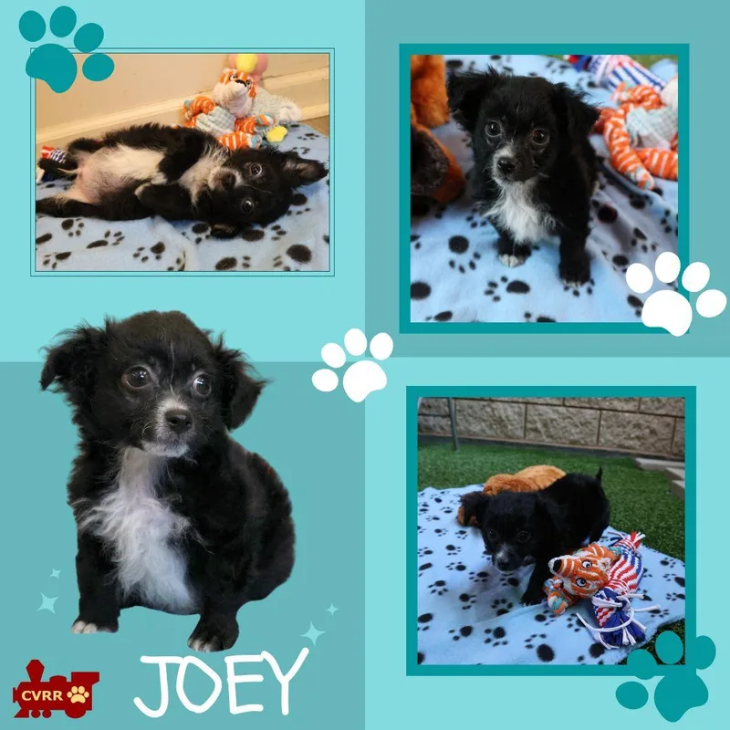 A baby small-sized male Shih Tzu dog named Joey for adoption in LINDSAY, CA