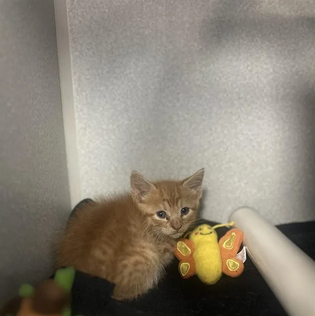 A baby small-sized male Domestic Medium Hair cat named Farsey for adoption in Dallas, TX