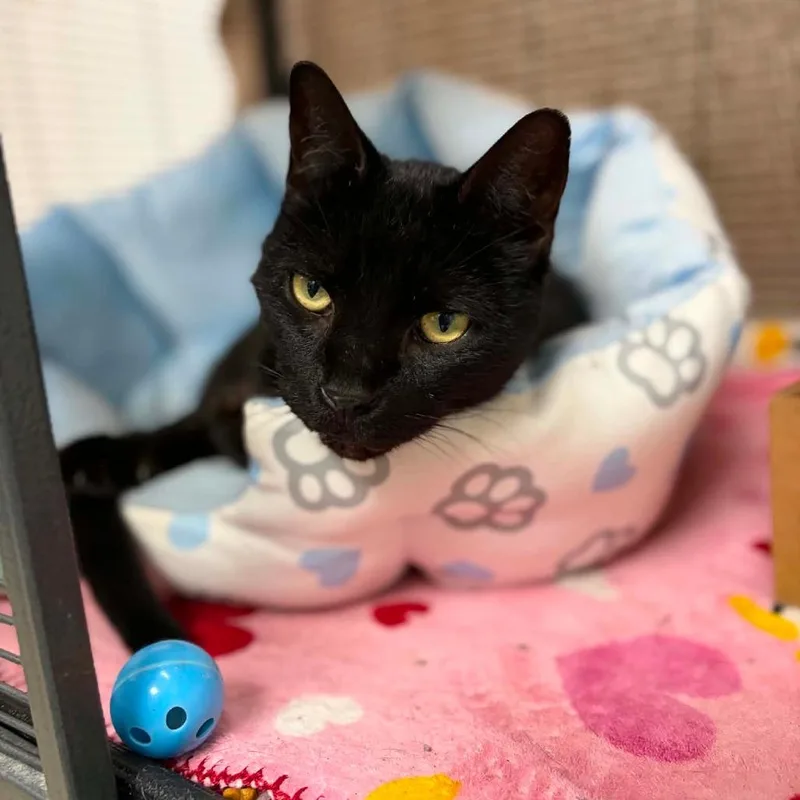 A senior medium-sized male Domestic Short Hair cat named Bubba for adoption in Milan, IL