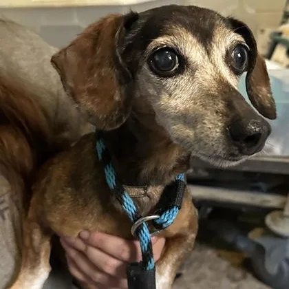 A senior small-sized female Dachshund dog named Roxy for adoption in Philadelphia, PA
