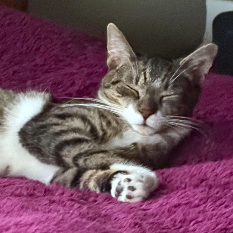 An adult medium-sized male Domestic Short Hair cat named Cullen for adoption in Honeoye, NY