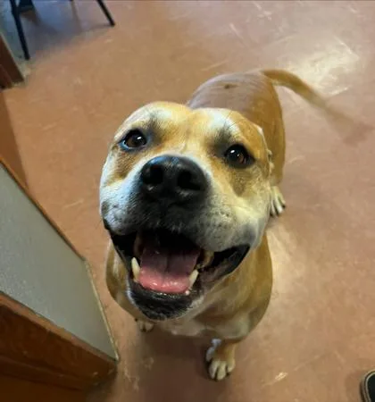 An adult large-sized male Apricot / Beige Terrier dog named Chico for adoption in Rapid City, SD