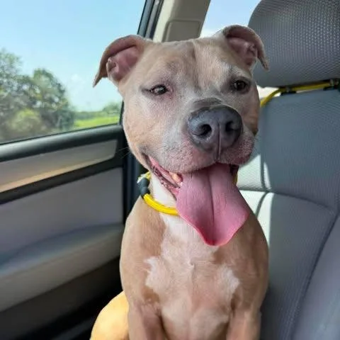 An adult large-sized female Pit Bull Terrier dog named Bella for adoption in Dover, AR