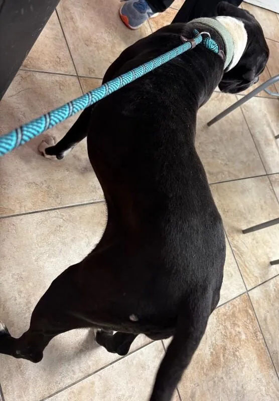 An adult large-sized female Black Mixed Breed dog named Magenta for adoption in Cincinnati, OH