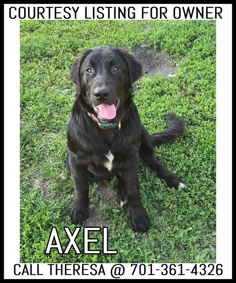 A young medium-sized female Black Labrador Retriever dog named Axel COURTESY LISTING for adoption in Valley City, ND