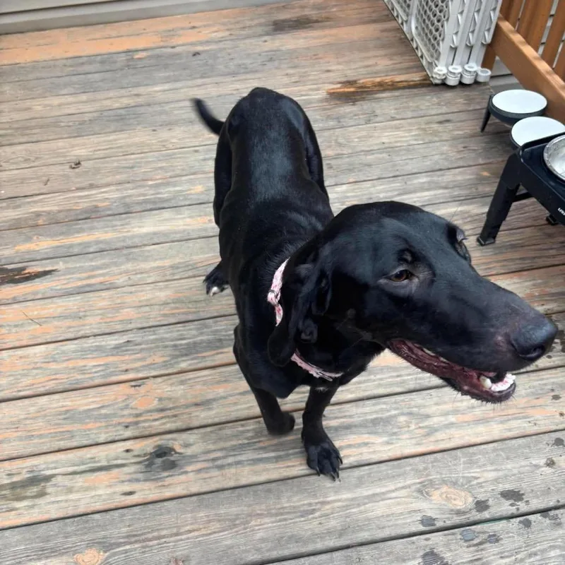 An adult small-sized female Black Mixed Breed dog named Terra for adoption in Fredericksburg, VA