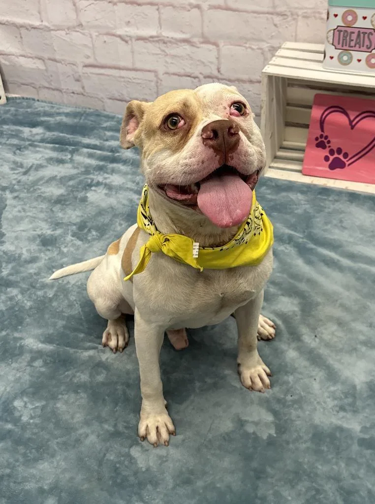 A young medium-sized male Mixed Breed dog named Bolo for adoption in Detroit, MI