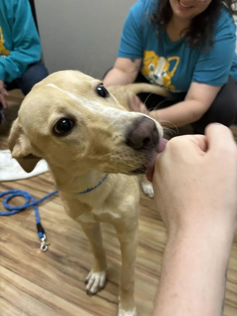 A baby small-sized male Mixed Breed dog named Cameron for adoption in Raleigh, NC
