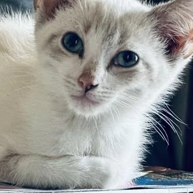 Killian