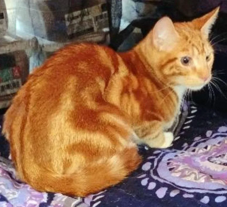 A young medium-sized male Orange & White Domestic Short Hair cat named Buckley for adoption in Brooklyn, NY
