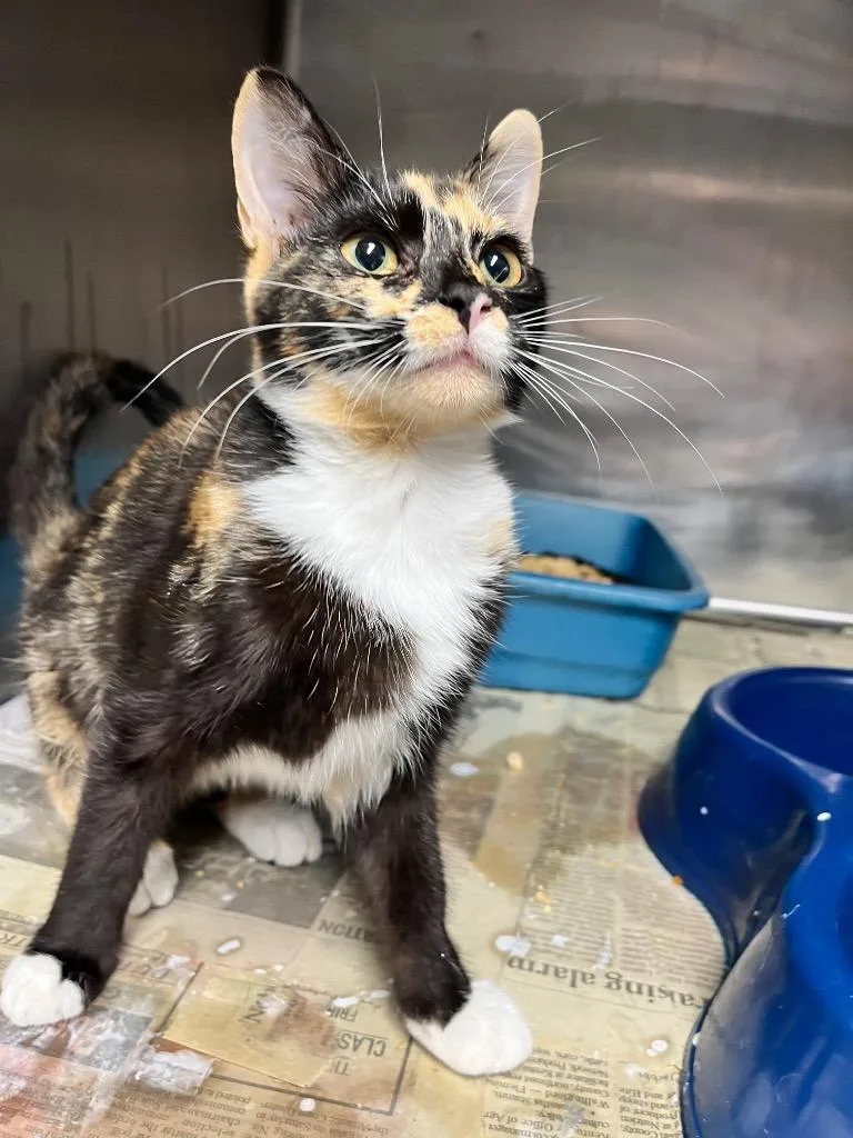 A baby medium-sized female Domestic Short Hair cat named Sassy for adoption in Hopkinsville, KY