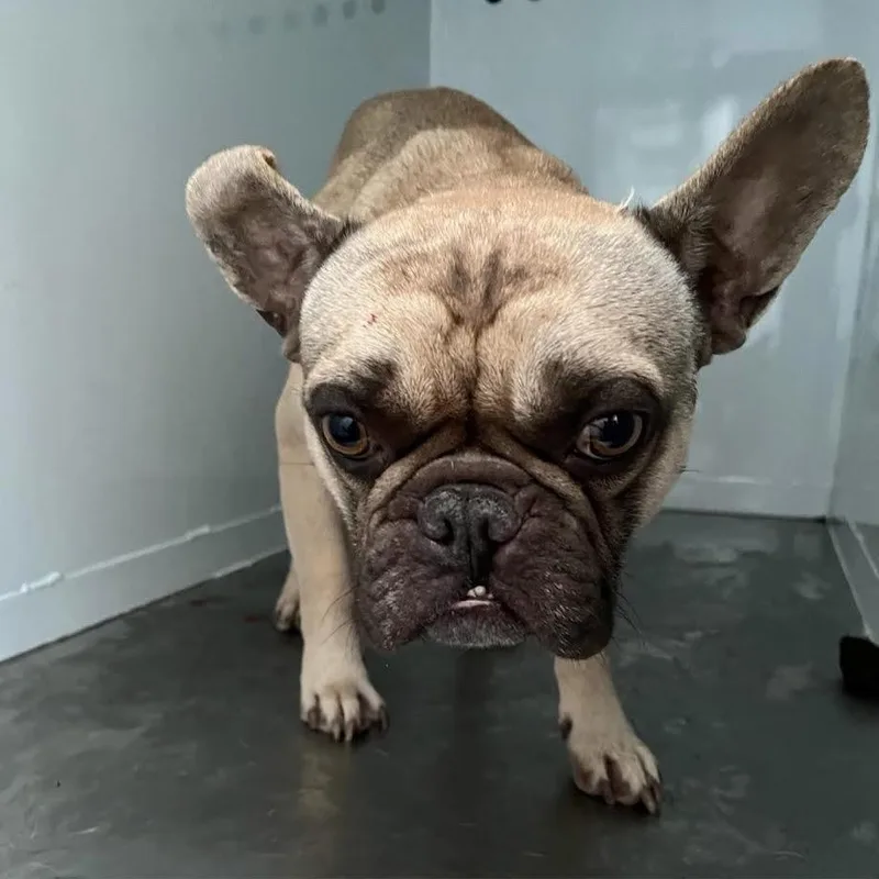 An adult small-sized male Yellow / Tan / Blond / Fawn French Bulldog dog named Ben for adoption in Oakdale, CA