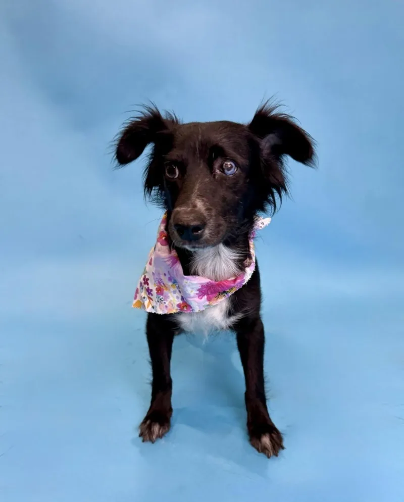 A young small-sized female Black Spaniel dog named Amy for adoption in Alvin, TX