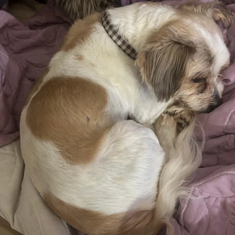 A senior small-sized male White / Cream Shih Tzu dog named Tink Tink for adoption in Tunkhannock, PA