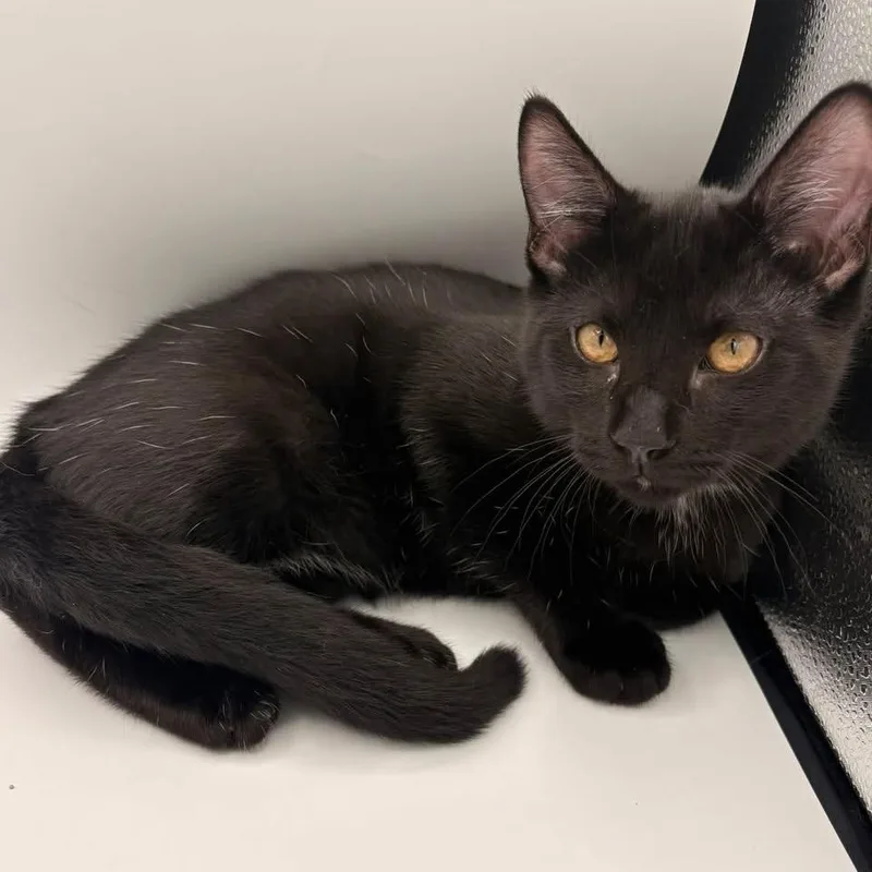 A baby medium-sized male Black Domestic Short Hair cat named Willie for adoption in Springfield, MO