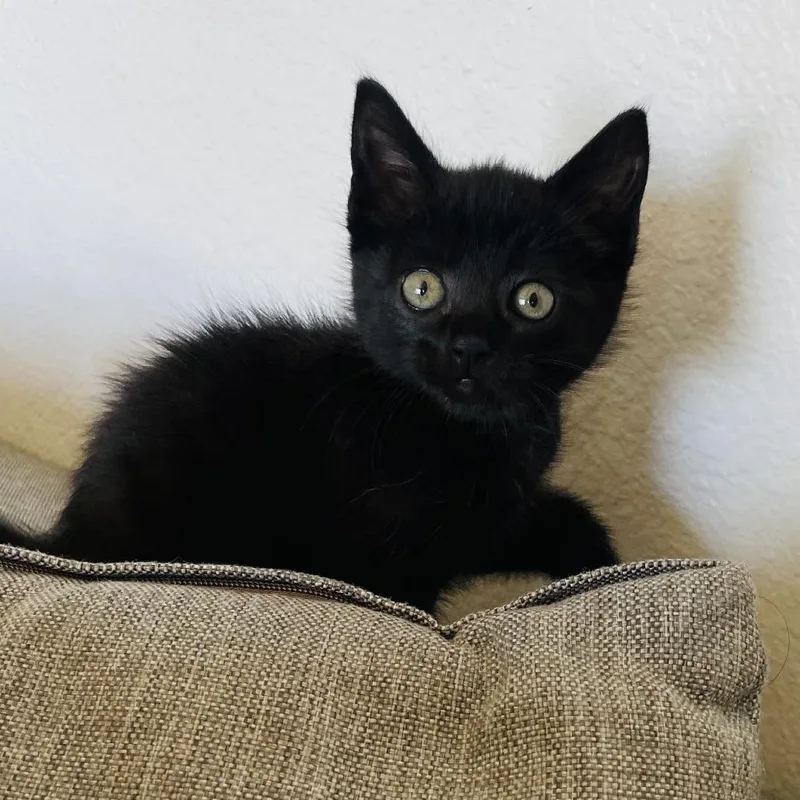 A baby small-sized female Black Domestic Short Hair cat named Ink for adoption in Pleasanton, CA