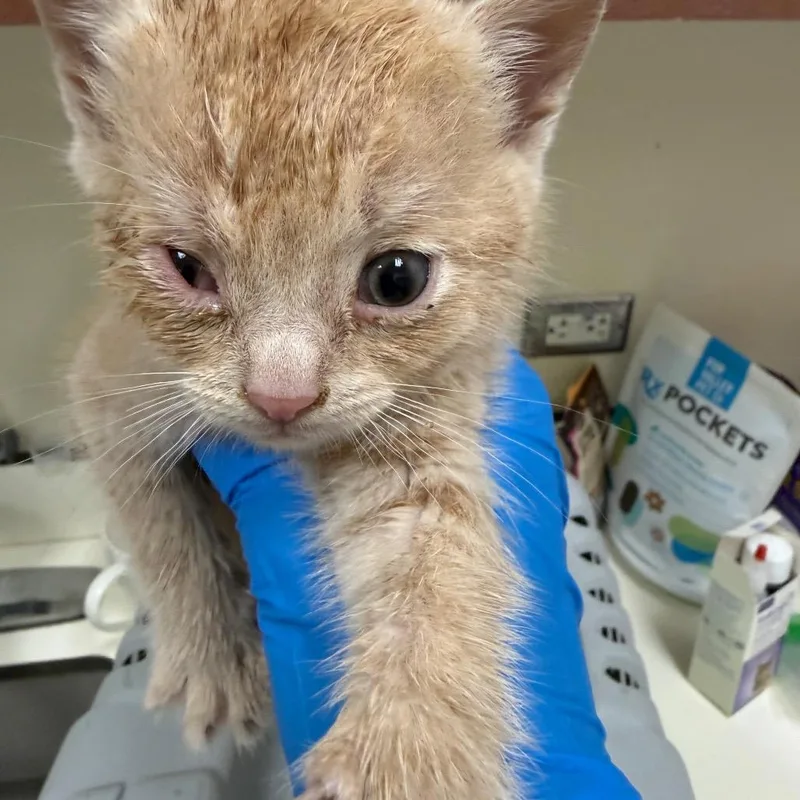 A baby small-sized male Cream / Ivory Domestic Short Hair cat named Bodhi for adoption in Upland, CA