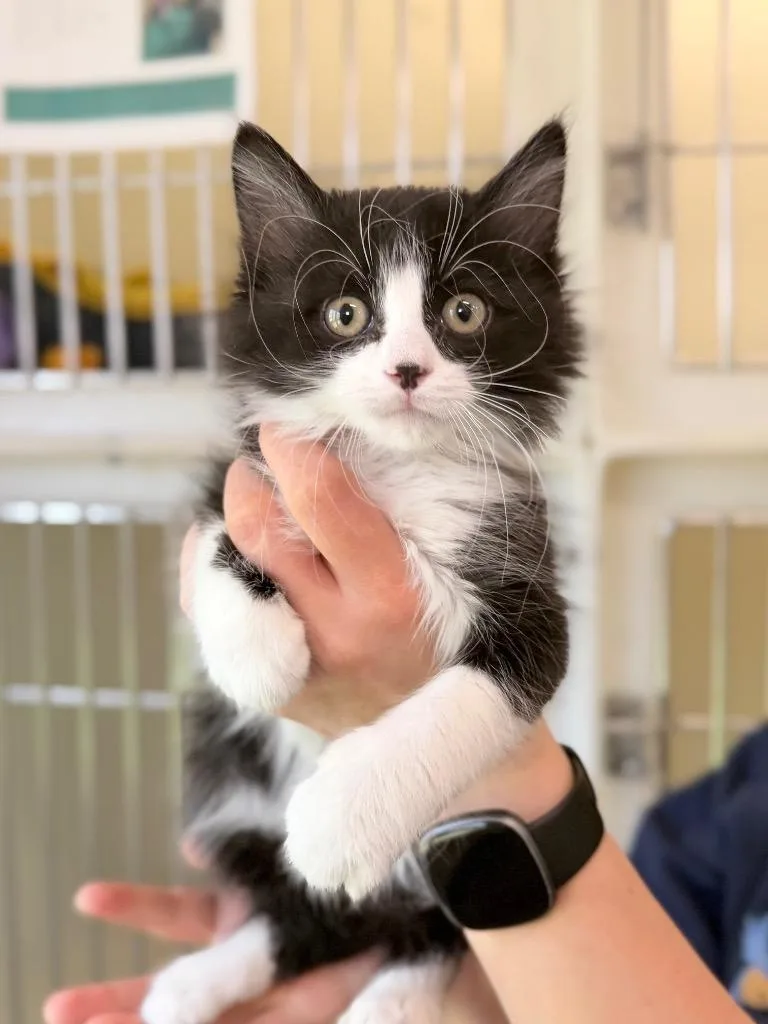 A baby medium-sized male Domestic Short Hair cat named Squirt for adoption in Menomonie, WI