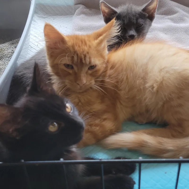 A baby medium-sized male Tabby (Orange / Red) Domestic Short Hair cat named Timmy for adoption in Racine, WI