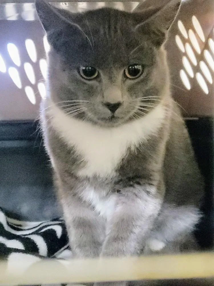 An adult medium-sized male Gray & White Domestic Short Hair cat named Blinkum for adoption in Hartwell, GA