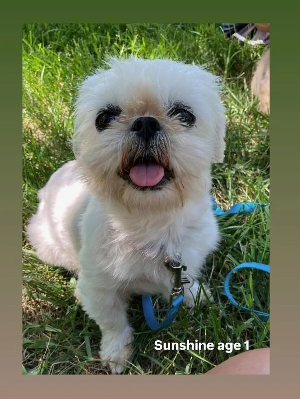 Sunshine thumbnail 3