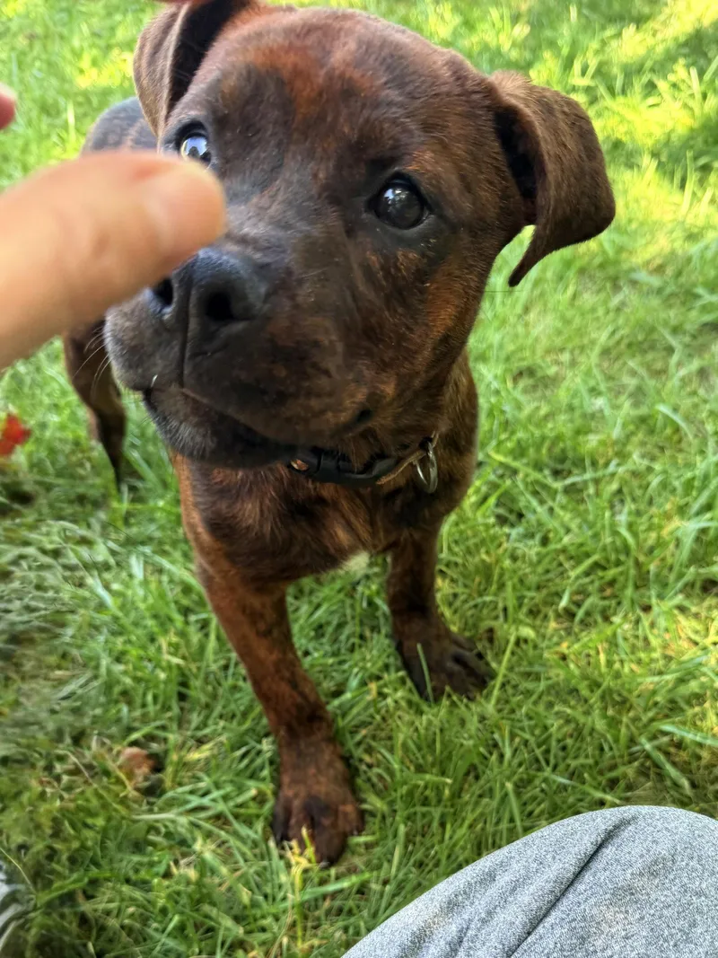 Bonita