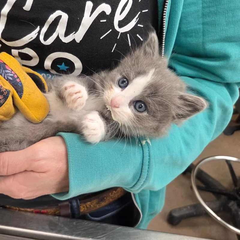 A baby small-sized male Gray / Blue / Silver Domestic Short Hair cat named Sage for adoption in Chattanooga, TN