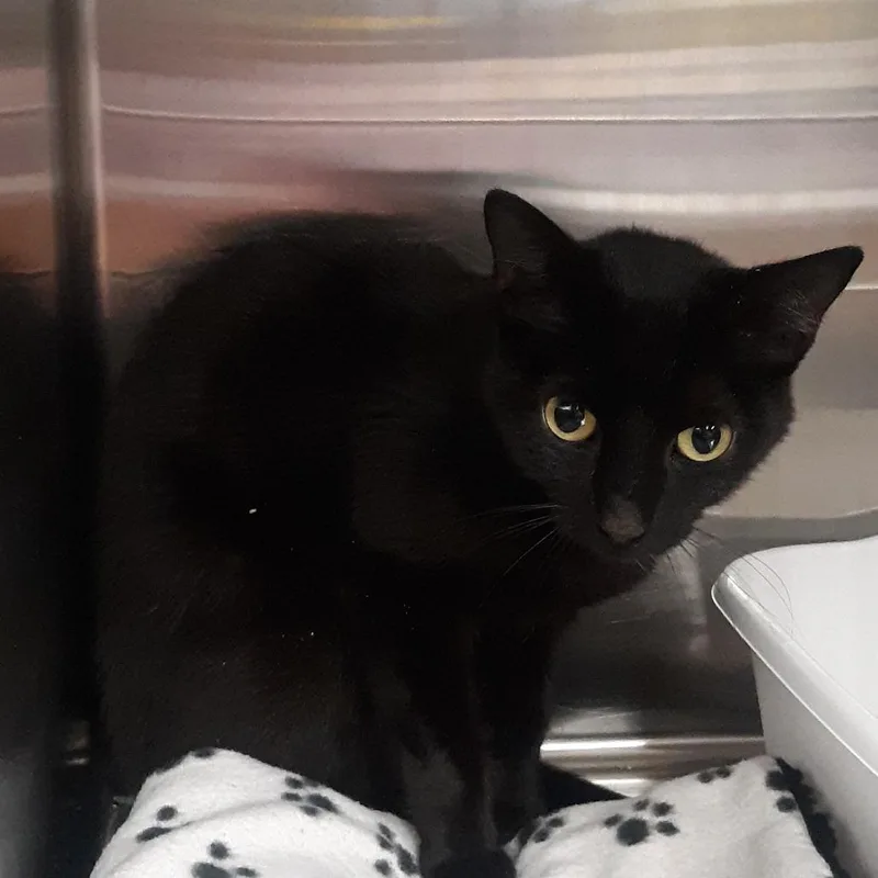 An adult medium-sized female Black Domestic Medium Hair cat named Dubie for adoption in Spokane, WA