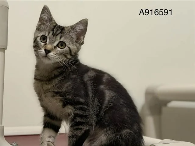 A baby small-sized female Domestic Short Hair cat named Savannah for adoption in Sacramento, CA