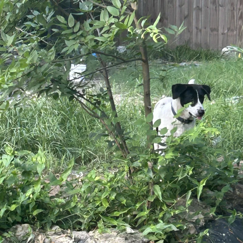 Pepper thumbnail 5