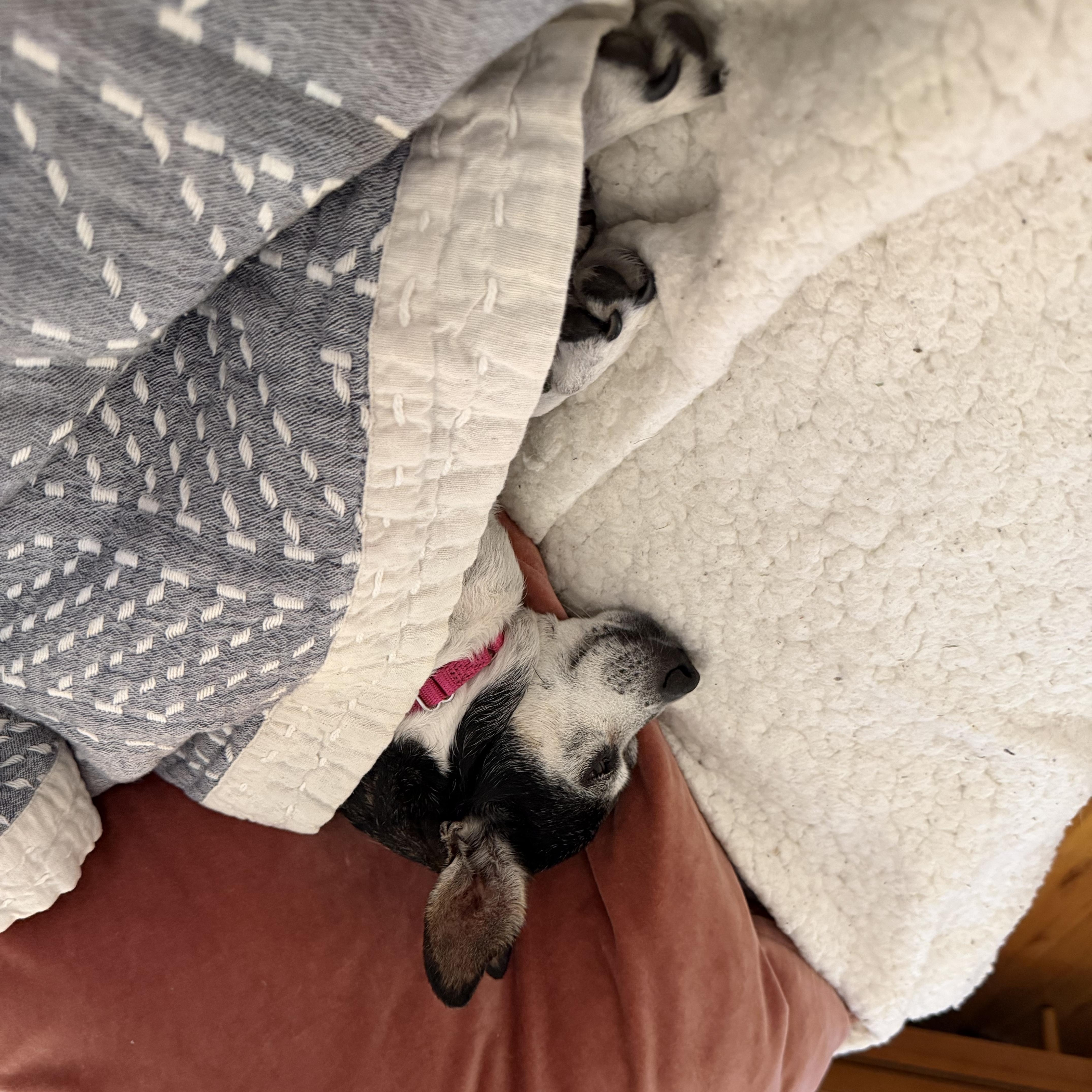 A senior small-sized female Chihuahua dog named Jameson for adoption in Brooklyn, NY