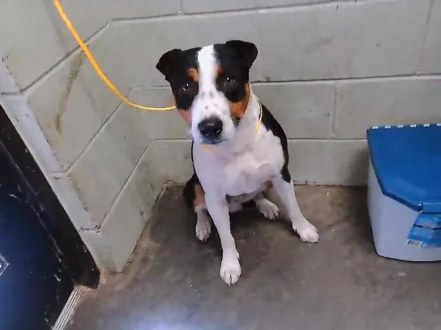 A young medium-sized male Staffordshire Bull Terrier dog named Quarter Pounder for adoption in Tulsa, OK