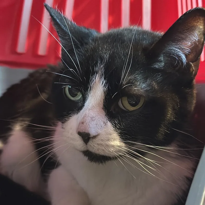 A senior large-sized female Black Domestic Short Hair cat named Bella for adoption in Matteson, IL